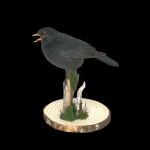 Taxidermy Male Blackbird. Log no 730a.