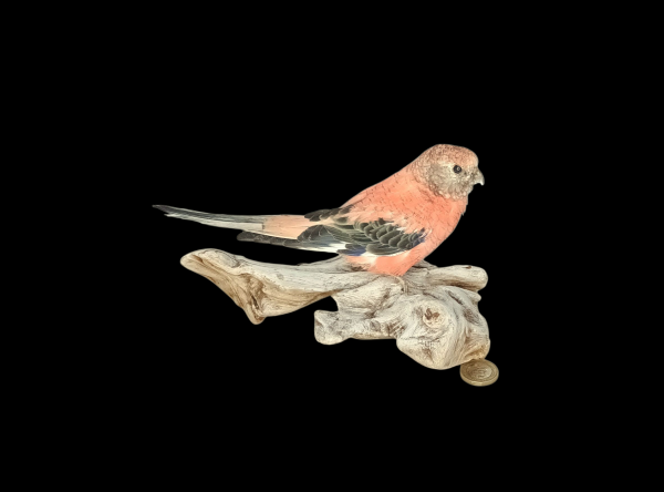 Taxidermy Bourke's Parakeet. Log no 734a.