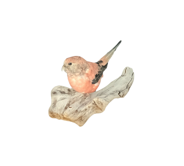Taxidermy Bourke's Parakeet. Log no 734a. - Image 2