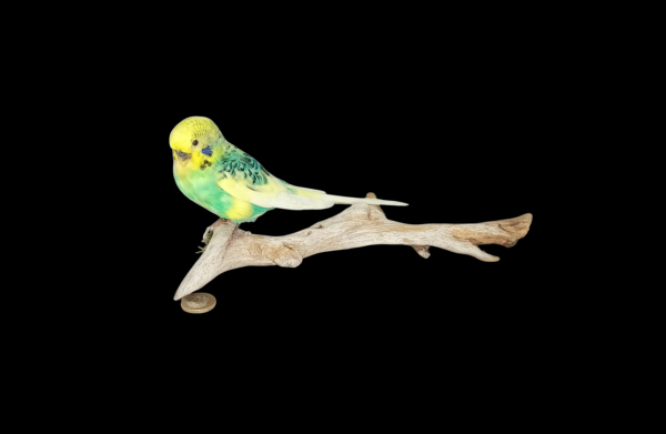 Taxidermy Budgerigar. Log no 731a.