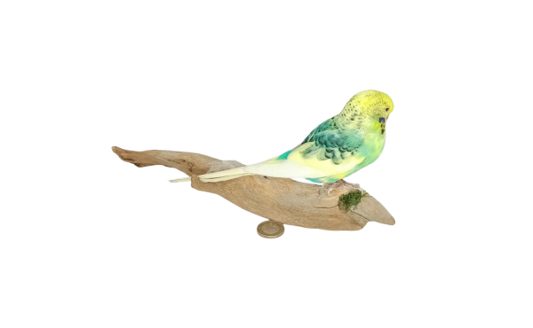 Taxidermy Budgerigar. Log no 731a. - Image 3