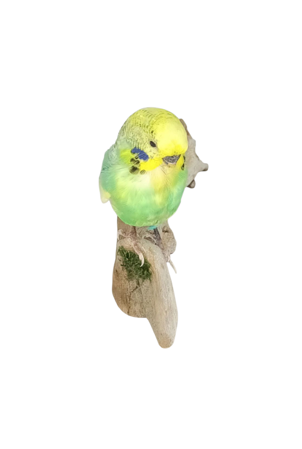 Taxidermy Budgerigar. Log no 731a. - Image 2