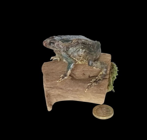 Taxidermy Common Toad. Log no 156.