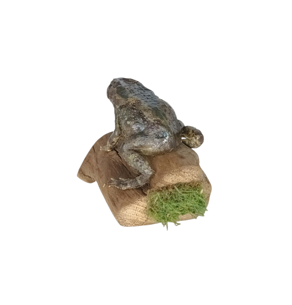 Taxidermy Common Toad. Log no 156. - Image 3