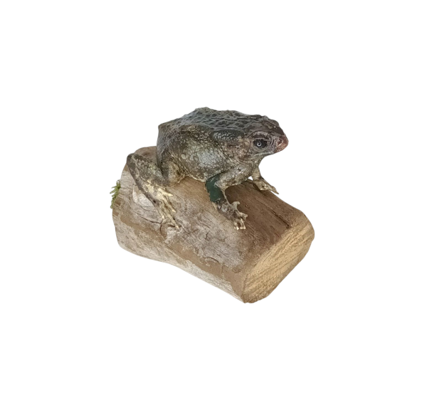 Taxidermy Common Toad. Log no 156. - Image 2