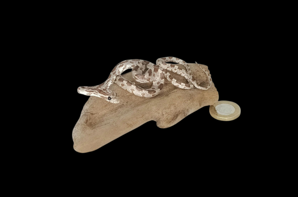 Taxidermy Small Corn Snake. Log no 149.