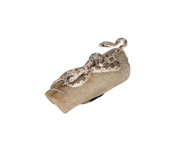 Taxidermy Small Corn Snake. Log no 149. - Image 3