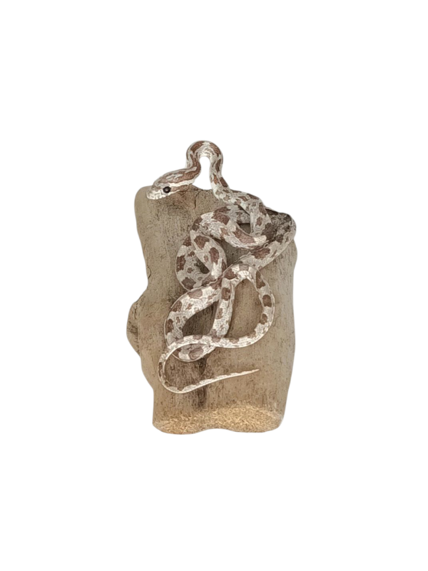 Taxidermy Small Corn Snake. Log no 149. - Image 2