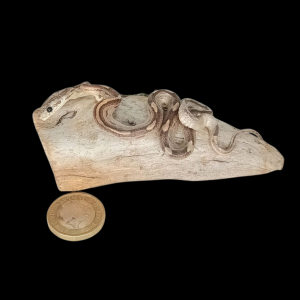 Taxidermy Small Corn Snake. Log no 153.