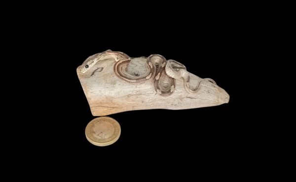 Taxidermy Small Corn Snake. Log no 153.
