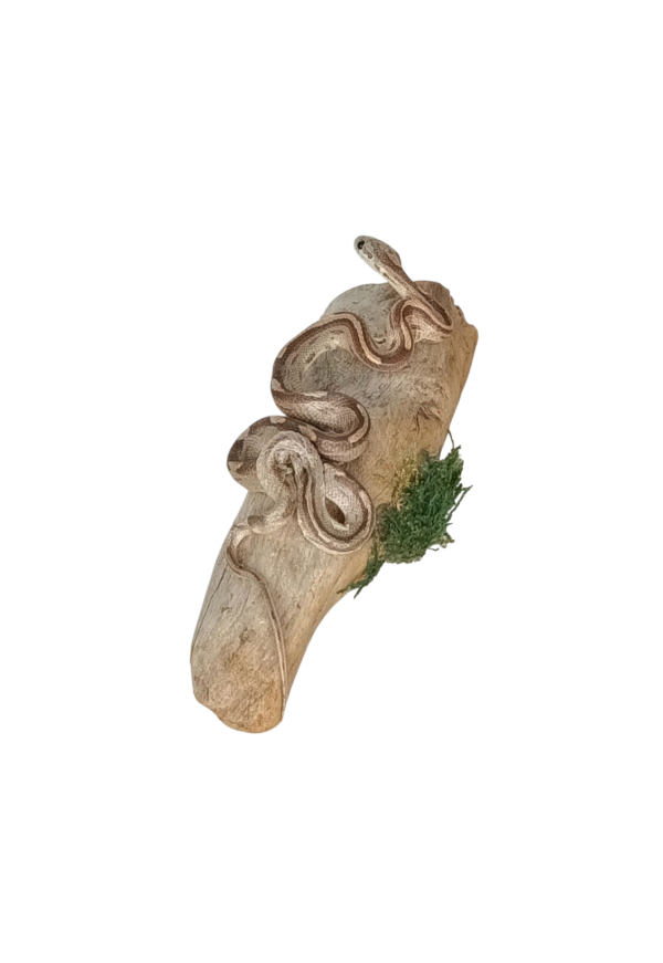 Taxidermy Small Corn Snake. Log no 153. - Image 3
