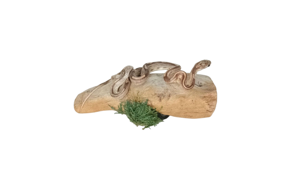 Taxidermy Small Corn Snake. Log no 153. - Image 2