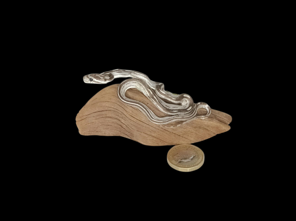Taxidermy Small Corn Snake. Log no 157.