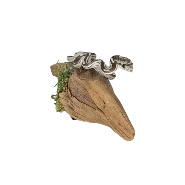 Taxidermy Small Corn Snake. Log no 157. - Image 2