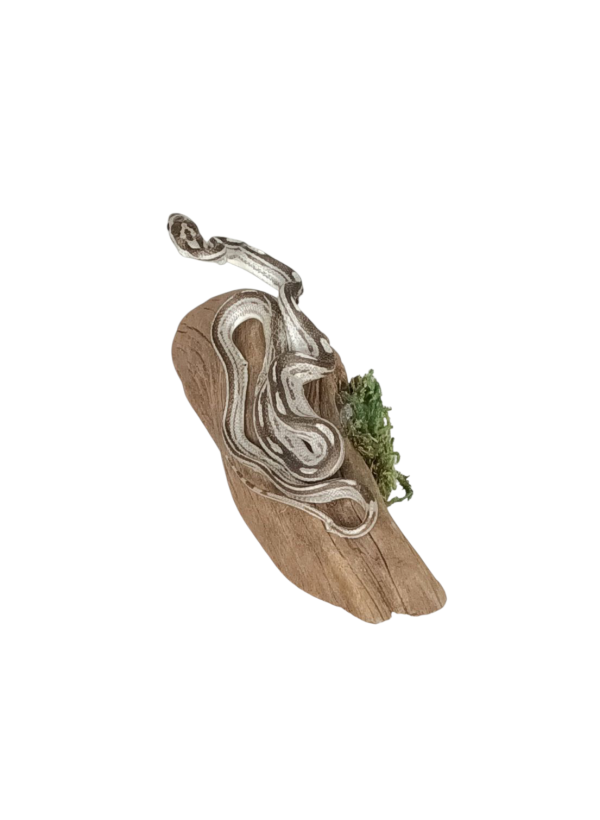 Taxidermy Small Corn Snake. Log no 157. - Image 3