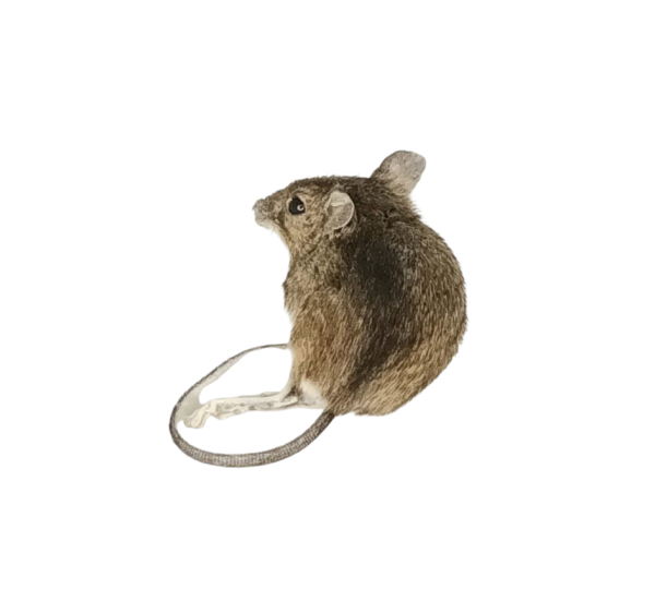 Taxidermy Field Mouse. Log no 148. - Image 3