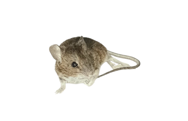 Taxidermy Field Mouse. Log no 148. - Image 2
