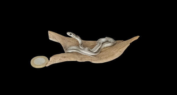 Taxidermy Tiny Four Lined Snake. Log no 125.