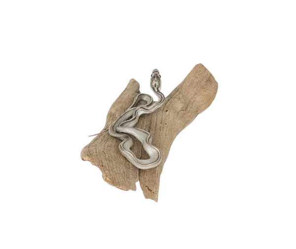 Taxidermy Tiny Four Lined Snake. Log no 125. - Image 3