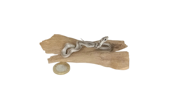 Taxidermy Tiny Four Lined Snake. Log no 125. - Image 2