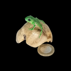 Taxidermy Green Tree Frog. Log no 162.