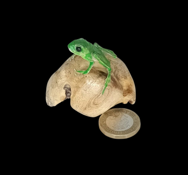 Taxidermy Green Tree Frog. Log no 162.