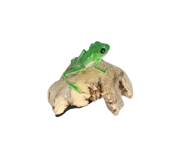 Taxidermy Green Tree Frog. Log no 162. - Image 3