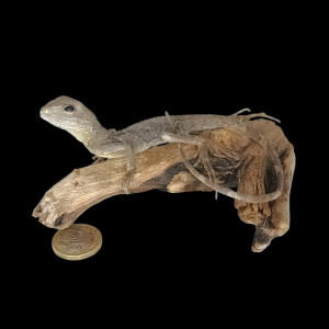 Taxidermy Young Green Iguana. Log no 154.