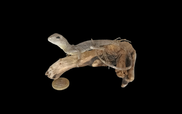 Taxidermy Young Green Iguana. Log no 154.