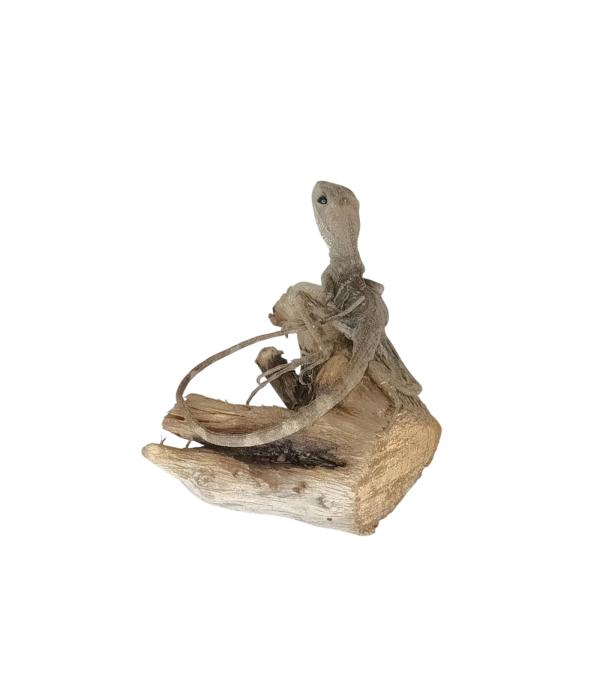 Taxidermy Young Green Iguana. Log no 154. - Image 3