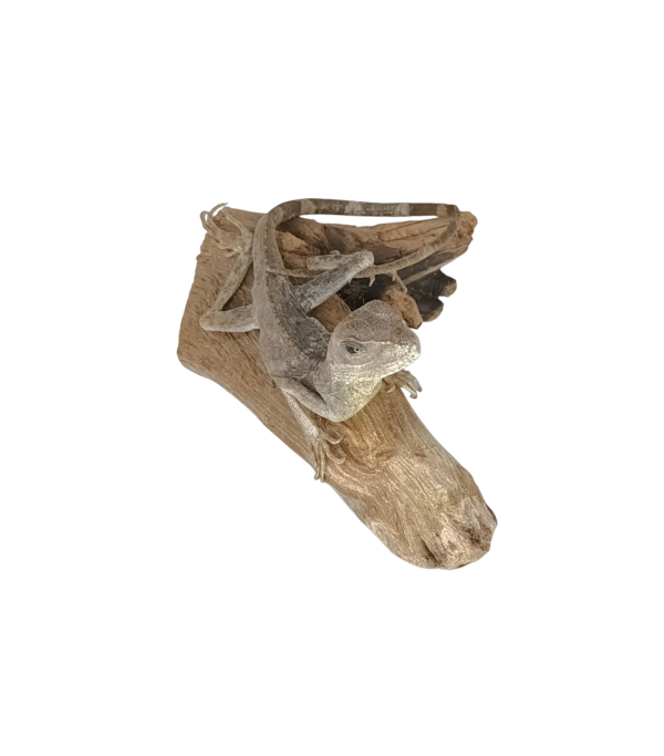 Taxidermy Young Green Iguana. Log no 154. - Image 2