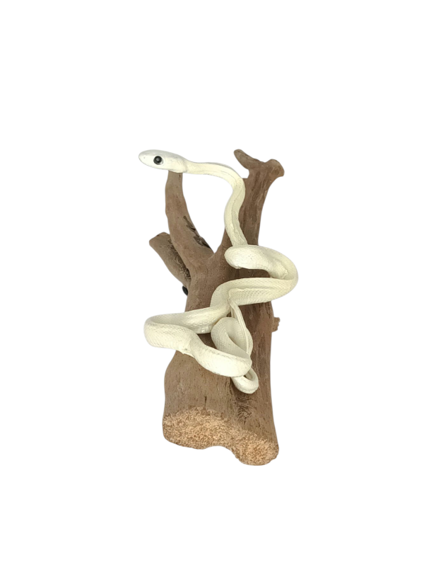 Taxidermy Small Leucistic Rainbow Boa. Log no 155. - Image 3