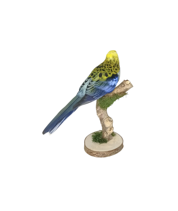 Taxidermy Pale-headed Rosella. Log no 733a. - Image 3