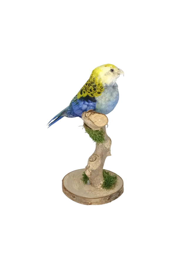 Taxidermy Pale-headed Rosella. Log no 733a. - Image 2