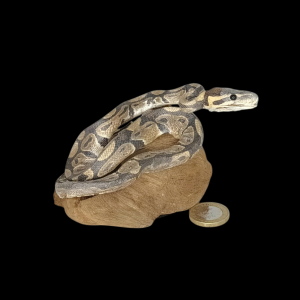 Taxidermy Juvenile Royal Python. Log no 143.