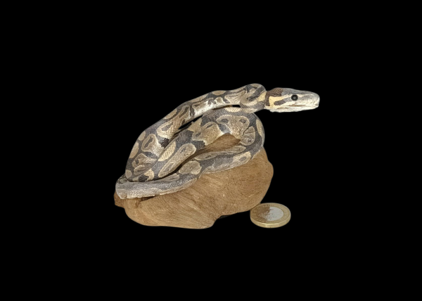 Taxidermy Juvenile Royal Python. Log no 143.