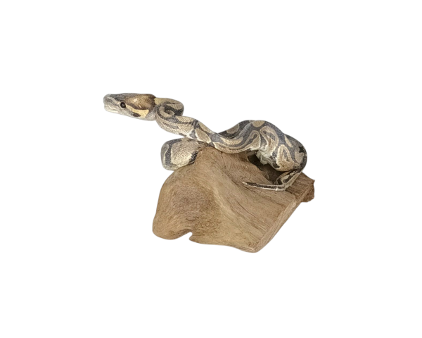 Taxidermy Juvenile Royal Python. Log no 143. - Image 3