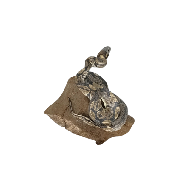 Taxidermy Juvenile Royal Python. Log no 143. - Image 2