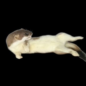 Taxidermy Stoat. Log no 134.