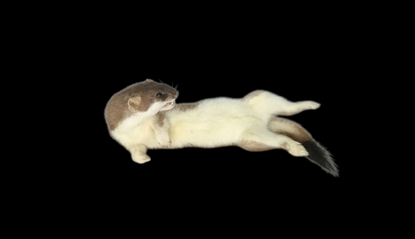 Taxidermy Stoat. Log no 134.