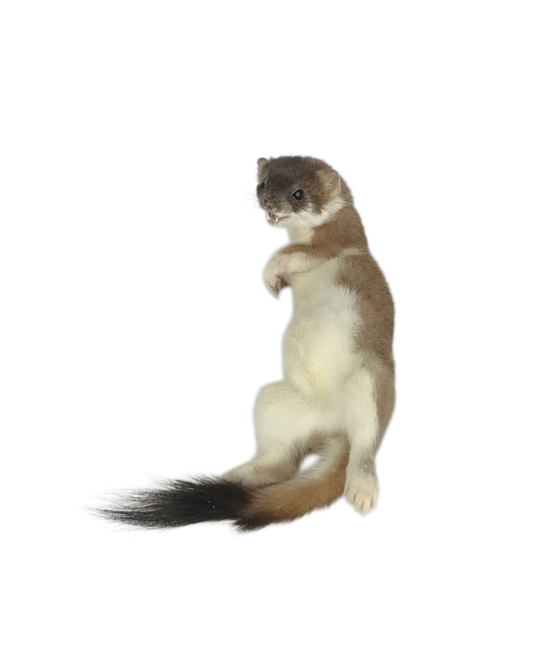 Taxidermy Stoat. Log no 134. - Image 3