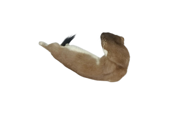 Taxidermy Stoat. Log no 134. - Image 2