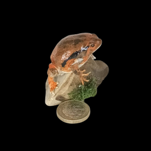 Taxidermy Tomato Frog. Log no 158.