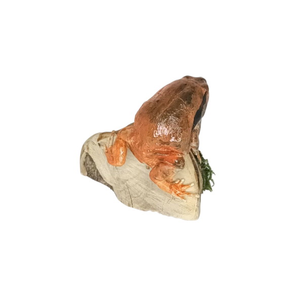 Taxidermy Tomato Frog. Log no 158. - Image 3