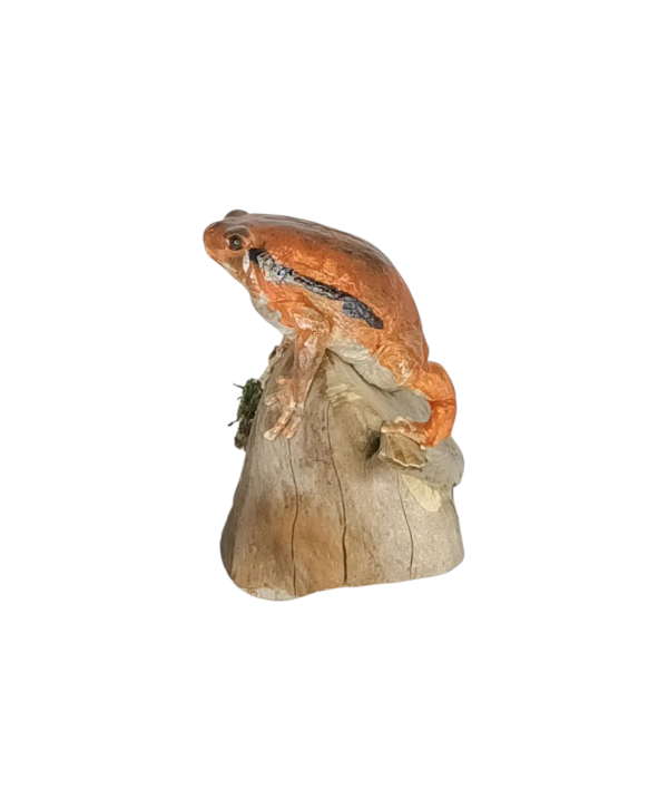 Taxidermy Tomato Frog. Log no 158. - Image 2