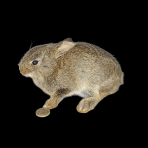 Taxidermy Young Rabbit. Log no 140.