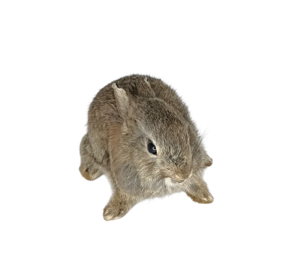 Taxidermy Young Rabbit. Log no 140. - Image 3