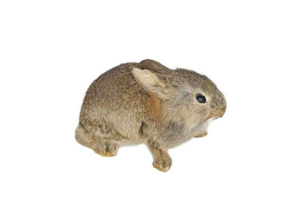 Taxidermy Young Rabbit. Log no 140. - Image 2
