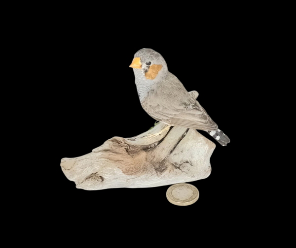 Taxidermy Zebra Finch. Log no 732a.