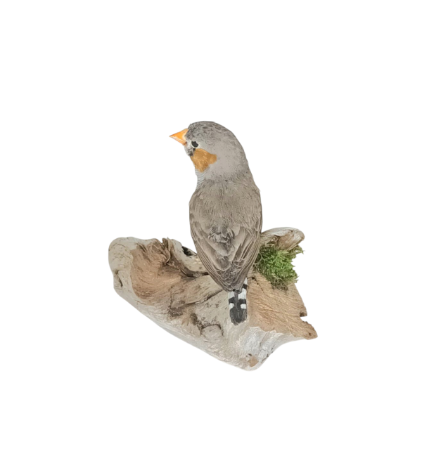 Taxidermy Zebra Finch. Log no 732a. - Image 3